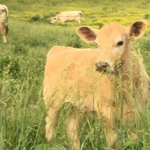 Meet your Posher, Erica